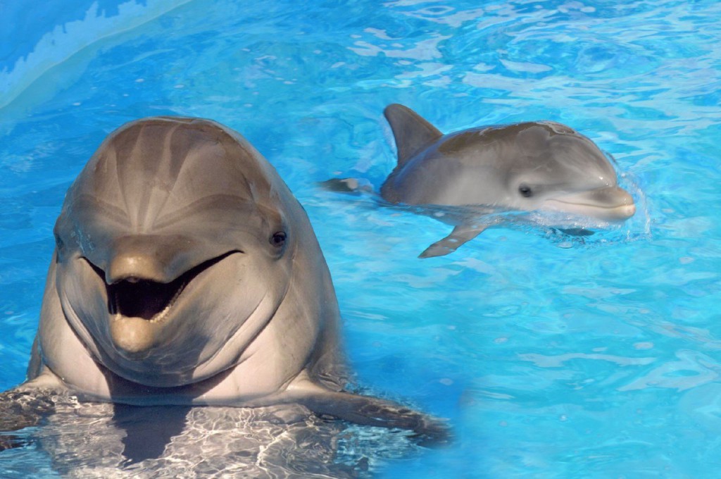 delfines-piscina