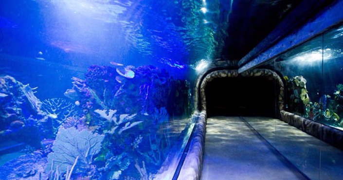 Inbursa Aquarium 