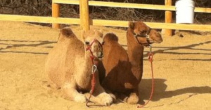 Camel Quest los Cabos
