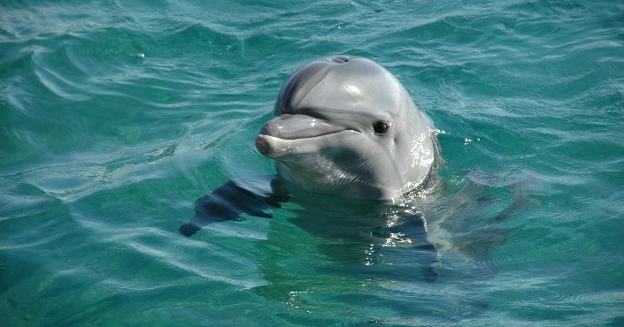 Dolphin Encounter Puerto Aventuras
