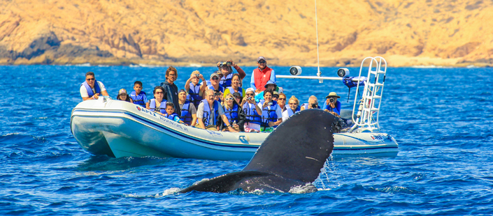 Whale Watching Photo Safari in Cabos