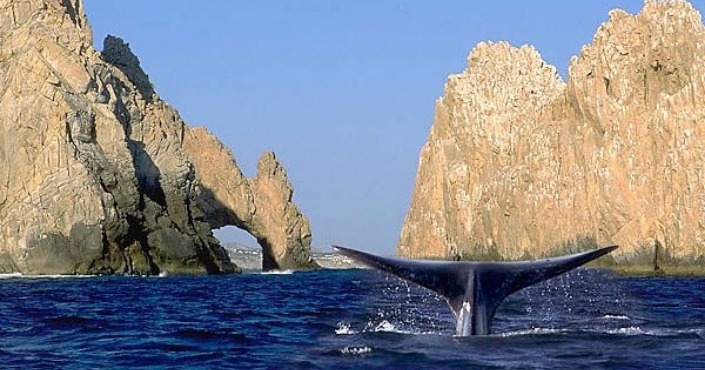 Whale watching San Jose del Cabo