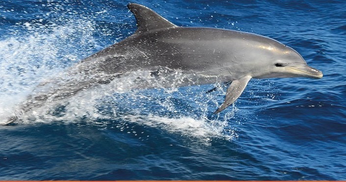 Dolphin Encounter - Costa Maya