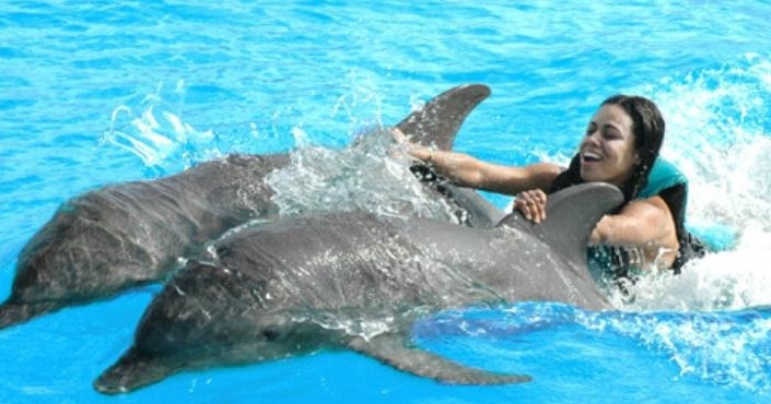 Anguilla-St Maarten - Dolphin Royal Swim