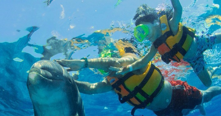 Dolphin Encounter in St. Kitts