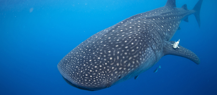 Whale Shark Encounter in Cabos