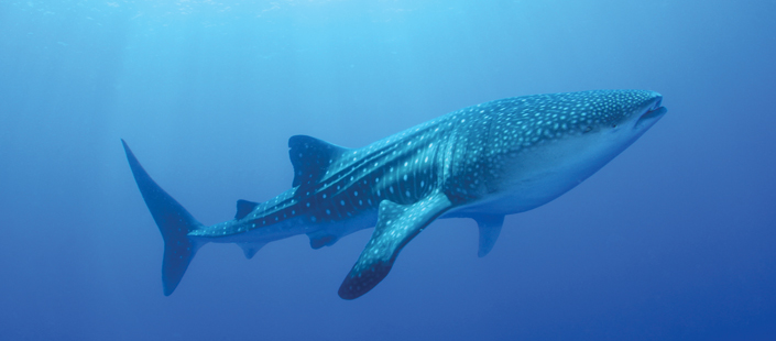 Whale Shark Encounter in Cabos