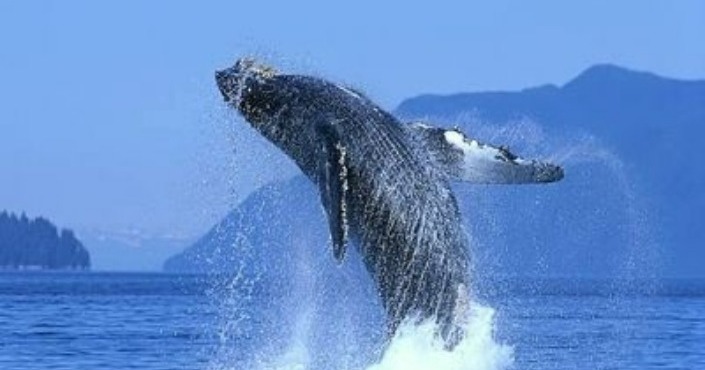 Whale watching Cabo San Lucas