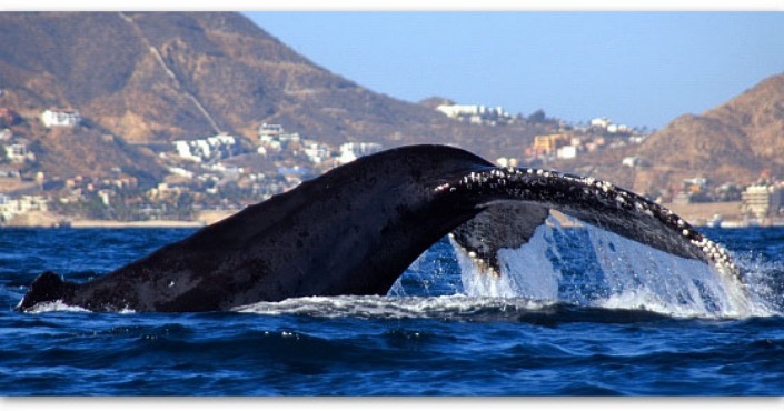 Whale watching Cabo San Lucas