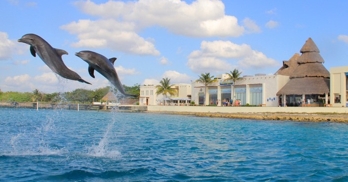 Dolphin Royal Swim Puerto Aventuras
