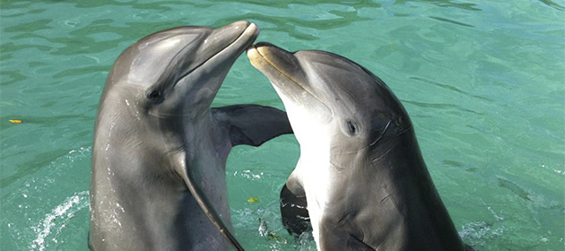 Dolphin Royal Swim VIP