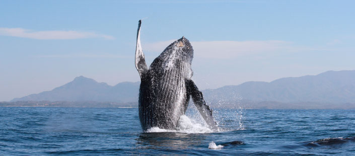 Whale Watching Puerto Vallarta