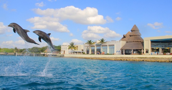 Costa Maya - Dolphin Swim Adventure