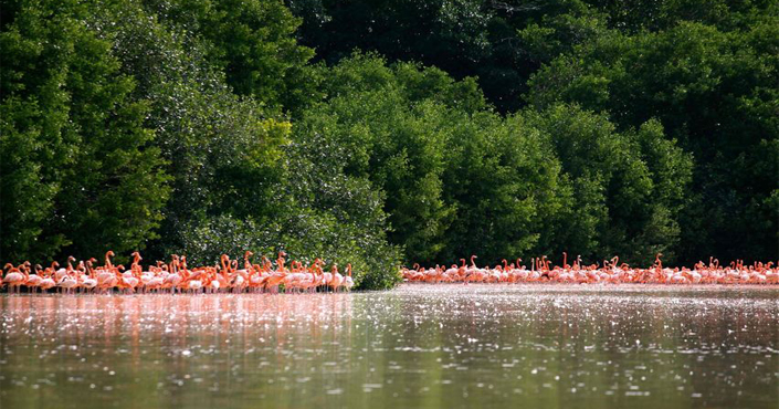 Tour Celestun Flamingos in Merida