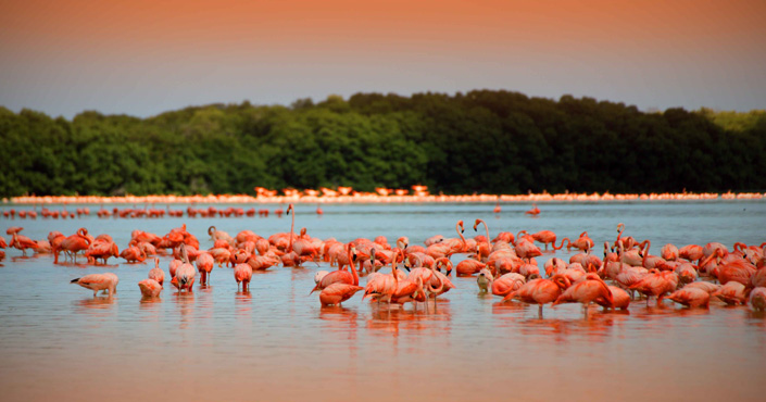 Tour Celestun Flamingos in Merida