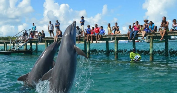 Dolphin swim Anguillla-St Maarten
