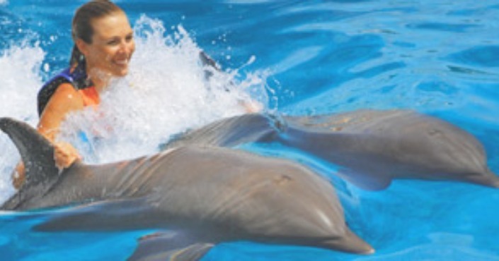 Dolphin swim adventure Tortola