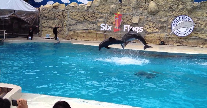 Dolphin Encounter at Six Flags