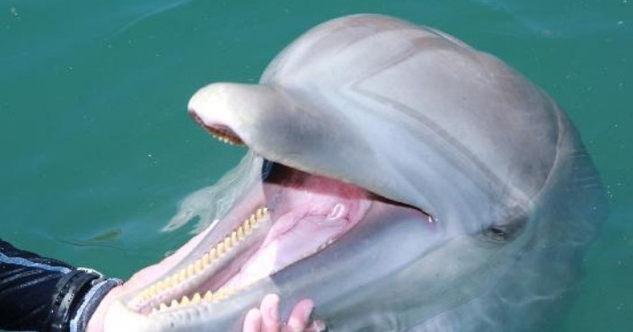 Dolphin Swim Adventure - Cozumel