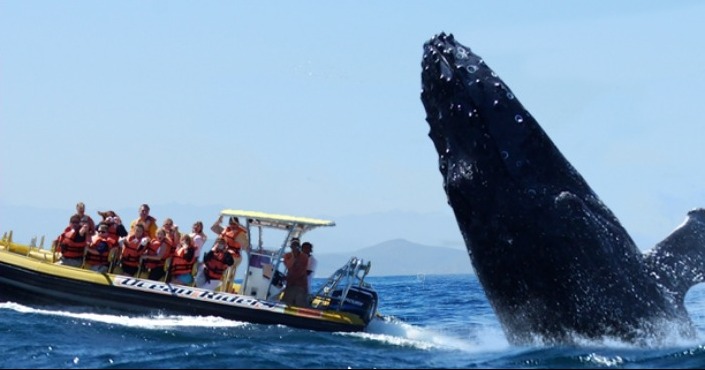 Whale watching San Jose del Cabo