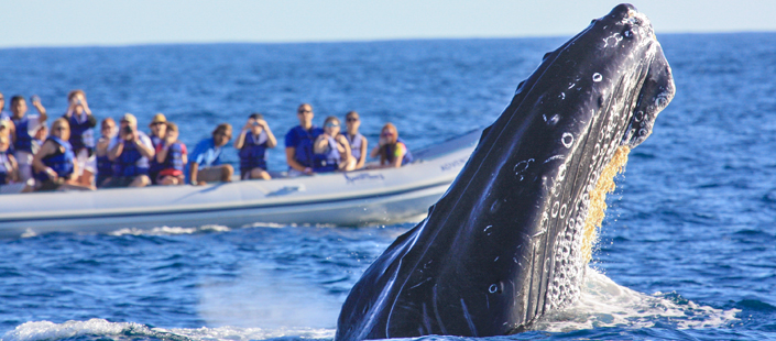 Whale Watching Photo Safari in Cabos